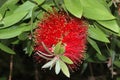 Gold-tipped bottlebrush, Callistemon polandii Royalty Free Stock Photo