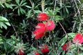 Gold-tipped bottlebrush, Callistemon polandii Royalty Free Stock Photo