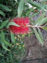 Gold-tipped bottlebrush, Callistemon polandii Royalty Free Stock Photo