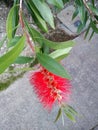 Gold-tipped bottlebrush, Callistemon polandii Royalty Free Stock Photo