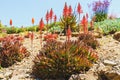 Gold Tooth Aloe in bloom close-up. Aloe green leaves can turn orange when stressed or in full sun Royalty Free Stock Photo