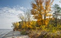 Gold trees and bushes on a coast illuminated by the sun. Sandy beach and plants by the sea. Royalty Free Stock Photo