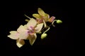 Gold Tris miniature phalaenopsis on black background