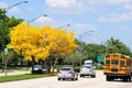 Gold trumpet tree in full bloom in median, Florida Royalty Free Stock Photo