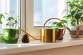 Gold watering can metal aluminum brass watering vessel, potted flowers on the windowsill