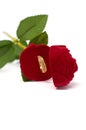 Gold wedding ring lies in an open case in the form of a red rose flower isolated on a white background