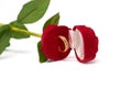 Gold wedding ring lies in an open case in the form of a red rose flower isolated on a white background