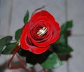 Gold wedding ring on a red rose close-up