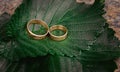 Gold wedding rings on a background of green leaves