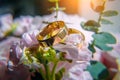 Gold wedding rings and delicate pink flowers, selective focus, close-up. Wedding photo with copy space Royalty Free Stock Photo