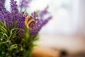 Gold wedding rings on lavender flowers nature blur background.