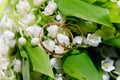 Gold wedding rings on the lilies of the valley Royalty Free Stock Photo