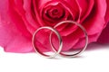 Gold wedding rings and pink rose isolated Royalty Free Stock Photo