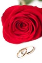 Gold wedding rings and red rose isolated Royalty Free Stock Photo