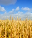 Gold wheat Royalty Free Stock Photo