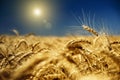 Gold wheat and blue sky Royalty Free Stock Photo