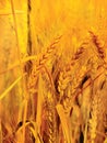 Gold wheat close-up Royalty Free Stock Photo