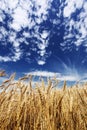 Gold wheat field Royalty Free Stock Photo