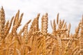 Gold wheat field Royalty Free Stock Photo