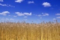 Gold wheat field