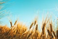 Gold wheat field against blue sky. Natural background. Harvest concept Royalty Free Stock Photo