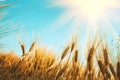 Gold wheat field against blue sky. Natural background. Harvest concept Royalty Free Stock Photo