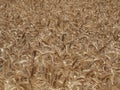 Gold Wheat Field. Beautiful Landscape. Background of ripening ears of meadow wheat field. Summer time Royalty Free Stock Photo