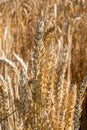 Gold Wheat Field. Beautiful Nature Sunset Landscape. Background of ripening ears of meadow wheat field. Concept of great harvest Royalty Free Stock Photo