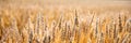 Gold Wheat Field. Beautiful Nature Sunset Landscape. Background of ripening ears of meadow wheat field. Concept of great harvest Royalty Free Stock Photo