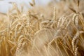 Gold Wheat Field. Beautiful Nature Sunset Landscape. Background of ripening ears of meadow wheat field. Concept of great harvest Royalty Free Stock Photo