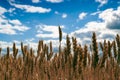 Gold wheat field and blue cloudy sky Royalty Free Stock Photo