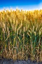 gold wheat field and blue sky Royalty Free Stock Photo