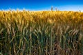 gold wheat field and blue sky Royalty Free Stock Photo