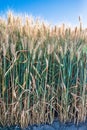 gold wheat field and blue sky Royalty Free Stock Photo