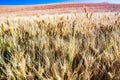 gold wheat field and blue sky Royalty Free Stock Photo