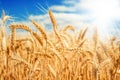 Gold wheat field Royalty Free Stock Photo