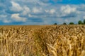 Gold wheat field and blue sky. Agriculture harvest concept Royalty Free Stock Photo