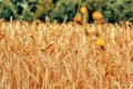 Gold wheat field and blue sky Royalty Free Stock Photo