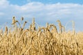 Gold wheat field and blue sky. Backdrop of ripening ears of yellow cereal field ready for harvest growing in a farm field. Royalty Free Stock Photo