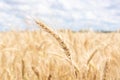 Gold wheat field  blue sky Royalty Free Stock Photo