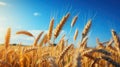Gold wheat field with blue sky in background. Agriculture and farming concept Royalty Free Stock Photo