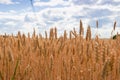 Gold wheat field and blue sky. Background of ripening ears of wheat field