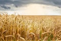 Gold wheat field and blue sky Royalty Free Stock Photo