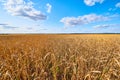 ÃÂ¡ereal fields. Spikelets in the field, cereal fields. Royalty Free Stock Photo