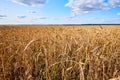 ÃÂ¡ereal fields. Spikelets in the field, cereal fields. Royalty Free Stock Photo