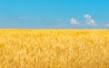 Gold wheat field and blue sky Royalty Free Stock Photo