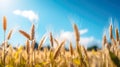 Gold wheat field and blue sky