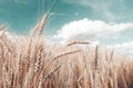 Gold wheat field and blue sky. Ripe grain harvest time Royalty Free Stock Photo