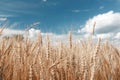 Gold wheat field and blue sky. Ripe grain harvest time Royalty Free Stock Photo