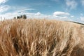 Gold wheat field and blue sky. Ripe grain harvest time Royalty Free Stock Photo